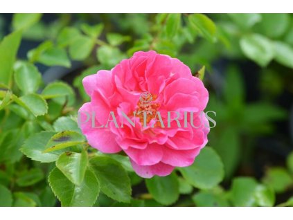 Růže mnohokvětá Meilland 'Lovely Meidiland' / Rosa MK 'Lovely Meidiland'