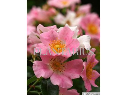 Růže mnohokvětá 'Pink Bassino' / Rosa MK 'Pink Bassino'