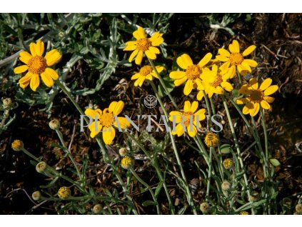Eriophylum vlnatý / Eriophyllum lanatum