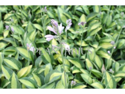 Bohyška 'Gypsy Rose' / Hosta 'Gypsy Rose'