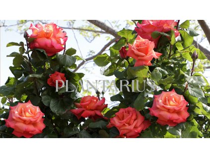 Růže velkokvětá Meilland 'Christophe Colomb' / Rosa VK 'Christophe Colomb'