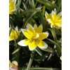 Tulipán botanický tarda / Tulipa tarda