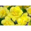 Narcis 'Yellow Cheerfulness' / Narcissus 'Yellow Cheerfulness'