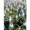 Modřenec arménský 'Valerie Finnis' / Muscari armeniacum 'Valerie Finnis'