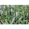 Modřenec arménský 'Touch of Snow' / Muscari armeniacum 'Touch of Snow'