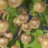 Aktinidie lahodná, kiwi - samičí 'Hayward' / Actinidia deliciosa 'Hayward'