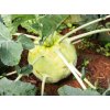 Kedluben bílý 'Gigant' / Brassica oleracea v.gongylodes 'Gigant'