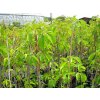 Přísavník pětilistý, loubinec / Parthenocissus quinquefolia