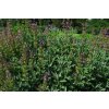 Šalvěj lékařská / Salvia officinalis