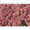 Rozchodník bílý 'Coral Carpet' / Sedum album 'Coral Carpet'