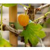 Angrešt žlutý 'Mucories' / Grossularia uva-crispa 'Mucories'