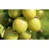 Angrešt žlutý 'Reflamba' / Grossularia uva-crispa 'Reflamba'