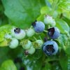 Borůvka chocholičnatá, kanadská borůvka 'Polaris' / Vaccinium corymbosum 'Polaris'