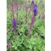 Šalvěj hajní 'Salute Blue' / Salvia nemorosa 'Salute Blue'