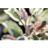 Šalvěj lékařská 'Tricolor' / Salvia officinalis 'Tricolor'