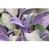 Šalvěj lékařská 'Purpurascens' / Salvia officinalis 'Purpurascens'