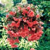 Begónie hlíznatá 'Illumination Rose' / Begonia tuberhybrida 'Illumination Rose'