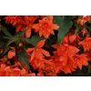Begónie hlíznatá 'Illumination Orange' / Begonia tuberhybrida 'Illumination Orange'