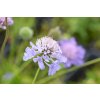 Hlaváč japonský / Scabiosa japonica var. alpina