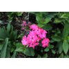 Plamenka latnatá 'Flame Pro Cercise' / Phlox paniculata 'Flame Pro Cercise'