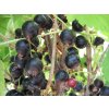 Rybíz černý 'Otelo' / Ribes nigrum 'Otelo'