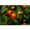 Libora měňavá 'Biarritz' / Lantana camara 'Biarritz'