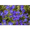 Lobelka 'Riviera Marine Blue' / Lobelia erinus 'Riviera Marine Blue'