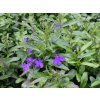 Lobelka 'Riviera Midnight Blue' / Lobelia erinus 'Riviera Midnight Blue'