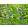 Lobelka 'Blaue Auslese' / Lobelia siphilitica 'Blaue Auslese'