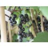 Rybíz černý 'Ometa' / Ribes nigrum 'Ometa'