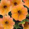 Petúnie 'Cascadias Indian Summer' / Petunia hybrida 'Cascadias Indian Summer'