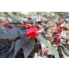 Begónie bolívijská 'Bellavista Dark Leaf Red' / Begonia boliviensis 'Bellavista Dark Leaf Red'