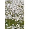 Šater latnatý 'Festival White' / Gypsophila paniculata 'Festival White'