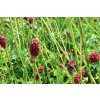 Krvavec toten / Sanguisorba officinalis