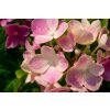 Hortenzie velkolistá 'Lavbla' / Hydrangea macrophylla 'Lavbla'