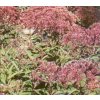 Sadec skvrnitý 'Atropurpureum' / Eupatorium maculatum 'Atropurpureum'