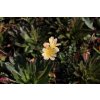 Levisie 'Little Mango' / Lewisia x longipetala 'Little Mango'