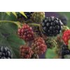 Ostružiník beztrnný 'Thornfree' / Rubus fruticosus 'Thornfree'