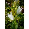 Zvonek širokolistý 'Alba' / Campanula latifolia var. macrantha 'Alba'