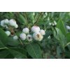 Borůvka chocholičnatá, kanadská borůvka 'Brigitta Blue' / Vaccinium corymbosum 'Brigitta Blue'