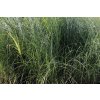 Ozdobnice čínská 'Kleine Fontäne' / Miscanthus sinensis 'Kleine Fontäne'