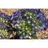 Hortenzie velkolistá 'Kardinal Blue' / Hydrangea macrophylla 'Kardinal Blue'