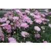 Kopretina pařížská 'Aramis Double Pink' / Argyranthemum frutescens 'Aramis Double Pink'