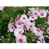 Plamenka latnatá 'Flame Pro Soft Pink' / Phlox paniculata 'Flame Pro Soft Pink'