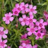 Plamenka šídlovitá 'Zwergenteppich' / Phlox subulata 'Zwergenteppich'