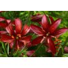 Lilie zlatohlavá 'Claude Shride' / Lilium martagon 'Claude Shride'