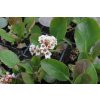 Bergénie 'Bressingham White' / Bergenia 'Bressingham White'