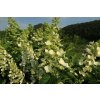 Hortenzie latnatá 'Unique' / Hydrangea paniculata 'Unique'