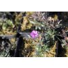 Plamenka šídlovitá 'Spring Purple' / Phlox subulata 'Spring Purple'