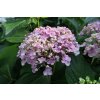 Hortenzie velkolistá 'Ayesha' / Hydrangea macrophylla 'Ayesha'